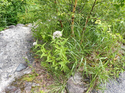 Eupatorium glehnii