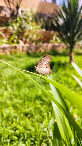 White Peacock