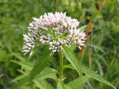 Eupatorium glehnii, photograph 1