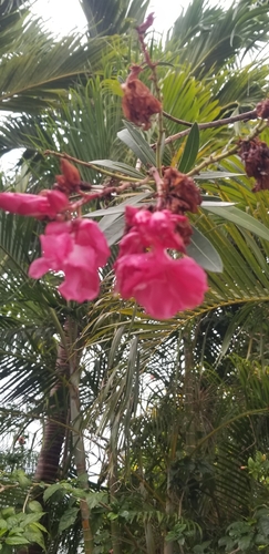 oleander