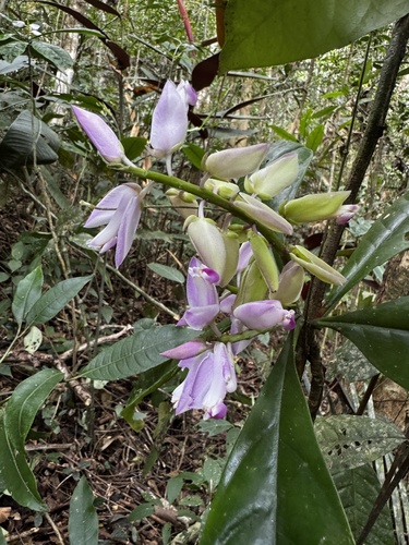 Caamembeca grandifolia
