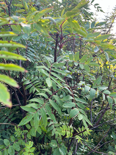 American mountain ash