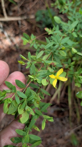 Hypericum hypericoides, photograph 5