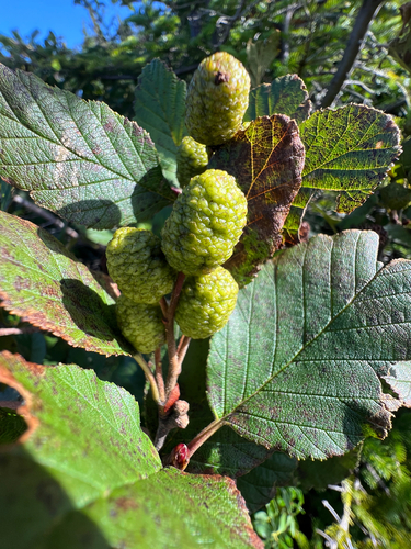 green alder
