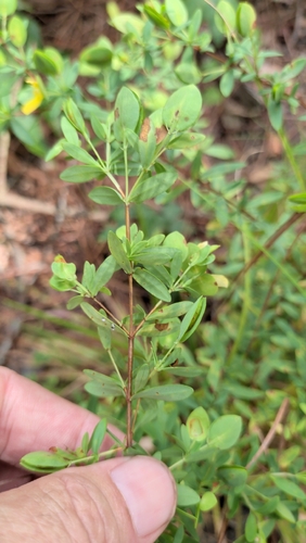 Hypericum hypericoides, photograph 6
