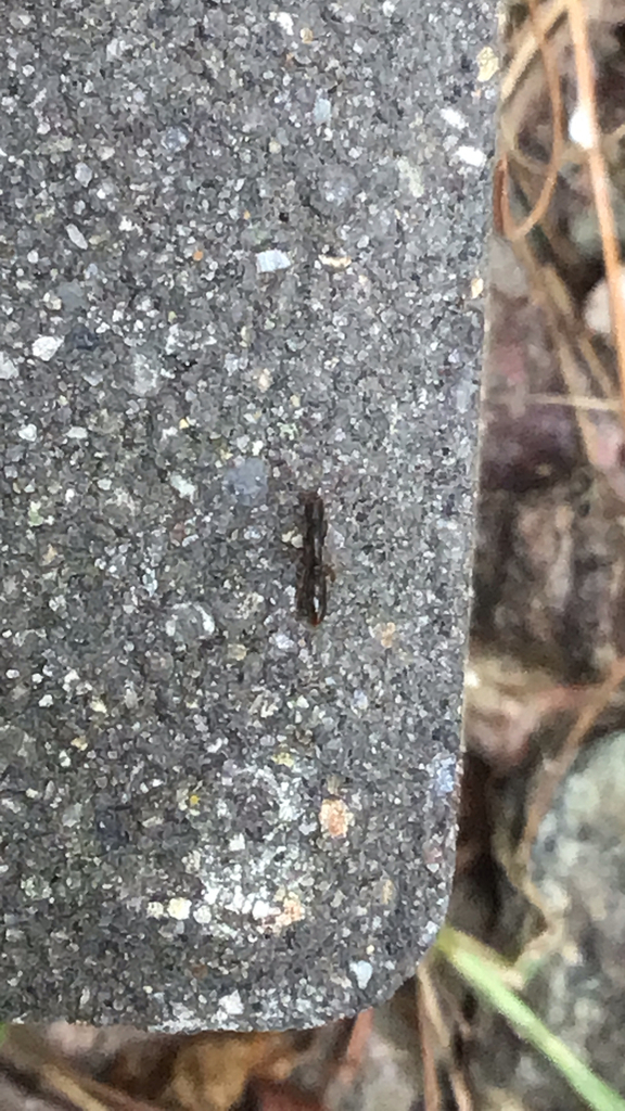 Common Porthole Ant