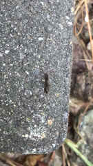 Common Porthole Ant