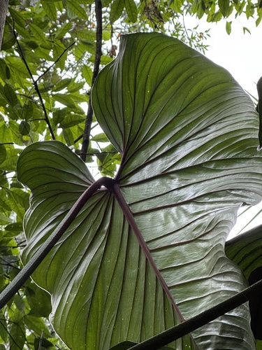 Philodendron ornatum