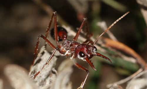 Australian Red Bull Ant