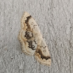 Cyclophora annularia