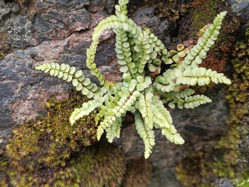 Asplenium adulterinum