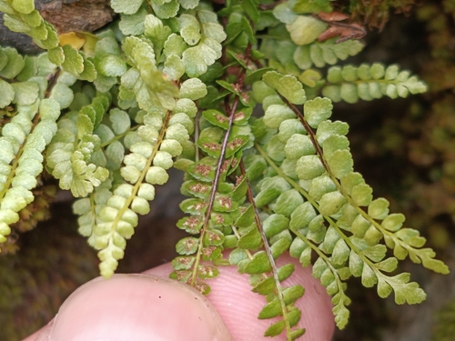 Asplenium adulterinum, photograph 1