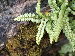 Asplenium adulterinum, photograph (c) Daniel Buczkiewicz, some rights reserved (CC BY)