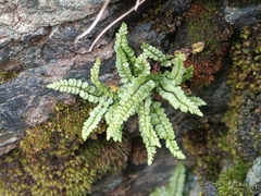 Asplenium adulterinum, photograph (c) Daniel Buczkiewicz, some rights reserved (CC BY)