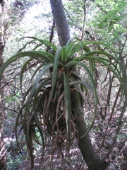 Tillandsia capitata