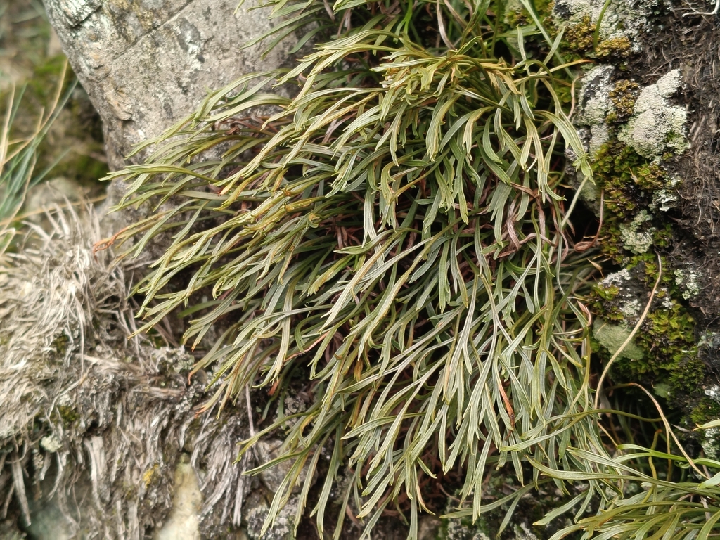 Asplenium septentrionale; photograph (c) Daniel Buczkiewicz, some rights reserved (CC BY)
