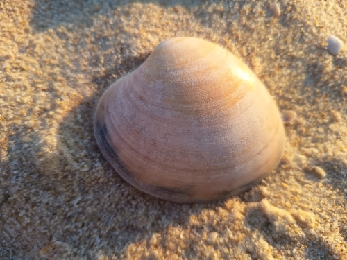 Smooth Clam