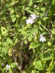 Lobelia inflata