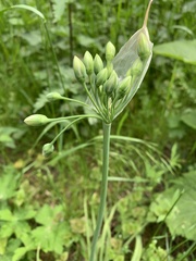 Allium