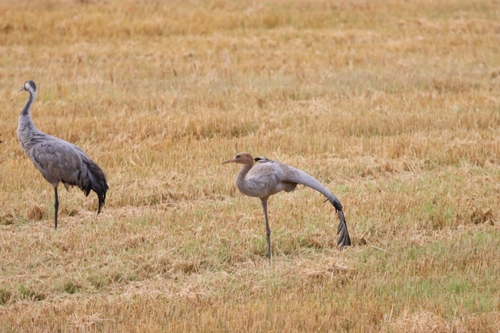 Common Crane
