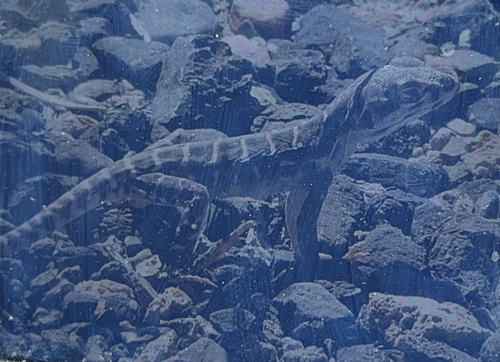 Long-nosed Leopard Lizard