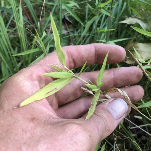 Dichanthelium lanuginosum, 2026-09-11