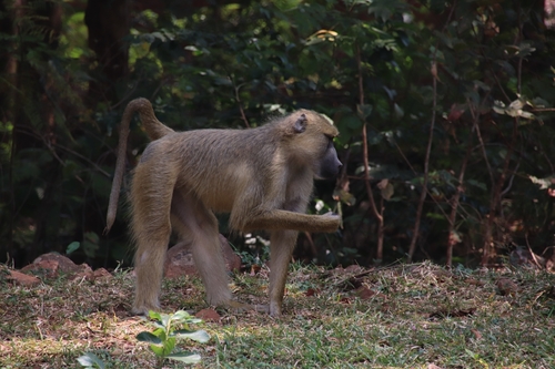 Yellow Baboon