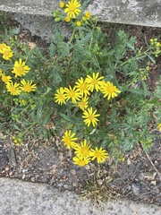 Senecio squalidus