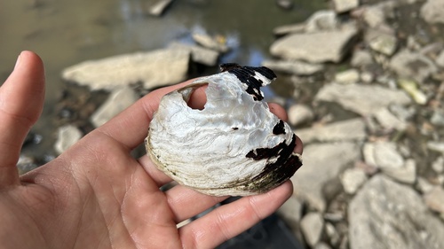 Three-ridge Mussel