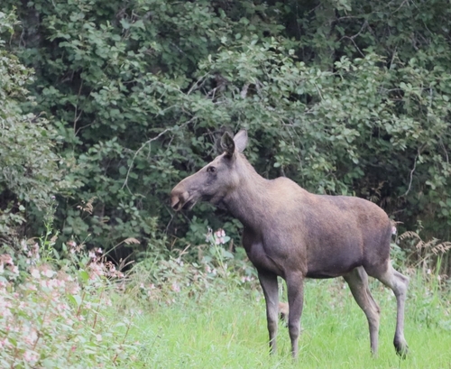 Moose