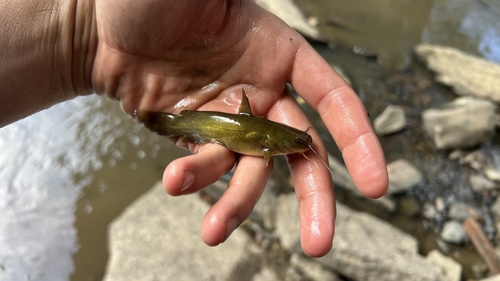 Yellow Bullhead
