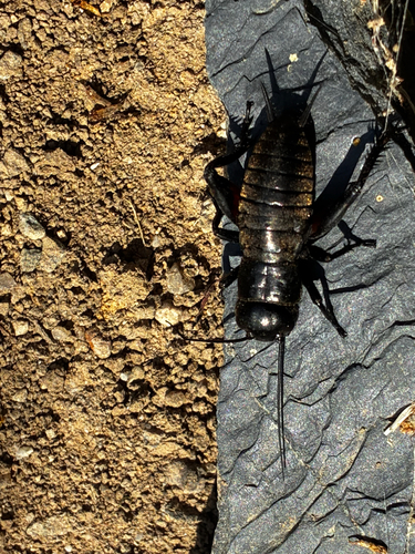 European Field Cricket
