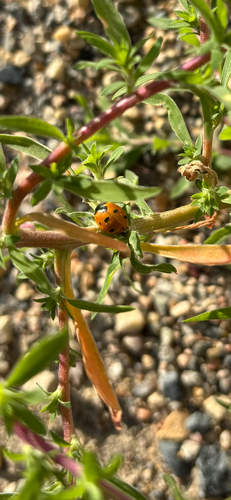 Seven-spotted Lady Beetle