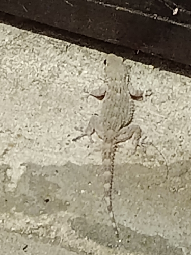 Moorish Gecko