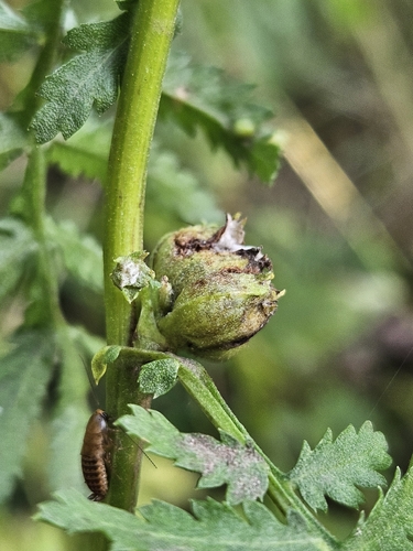 Tansy Flask Gall