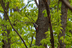 Dendrocopos major