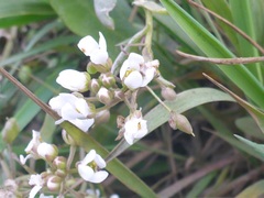 Cochlearia officinalis