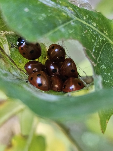 Seven-spotted Lady Beetle