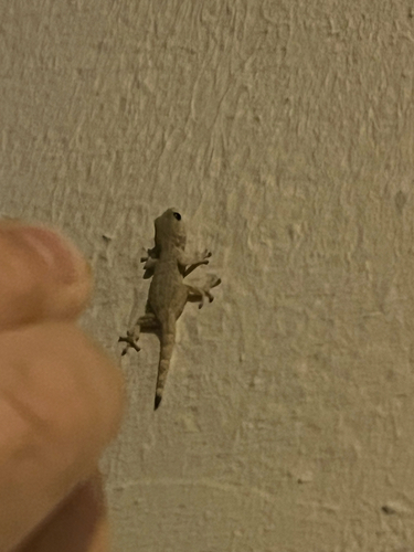 Moorish Gecko