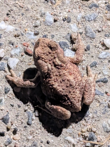 European Toad