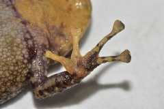 Pristimantis latidiscus