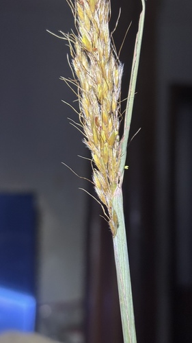 Indiangrass