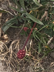 Sanguisorba officinalis