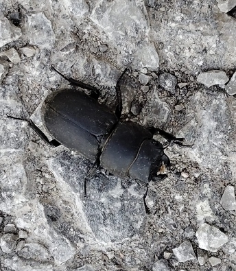Lesser Stag Beetle