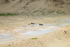 Haematopus ostralegus