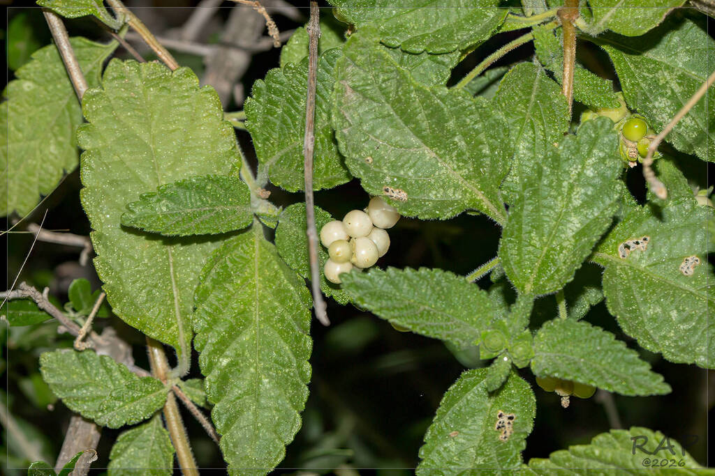 Lantana grisebachii; photograph (c) RAP, some rights reserved (CC BY)
