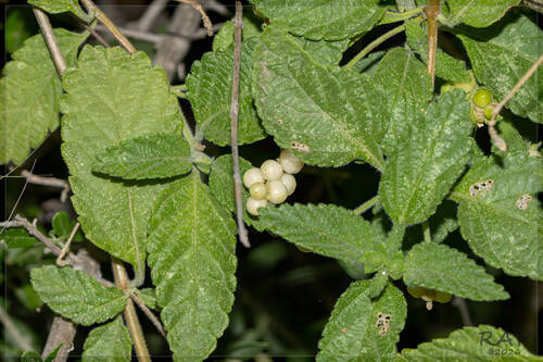 Lantana grisebachii