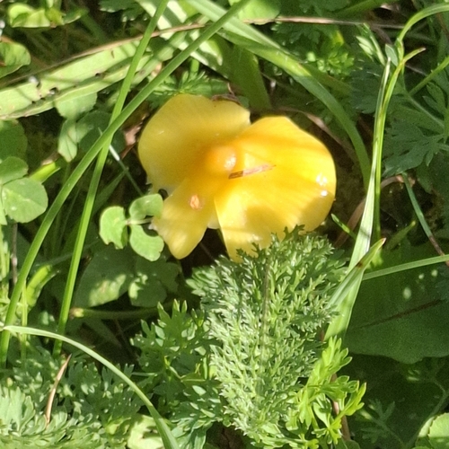 Persistent Waxcap