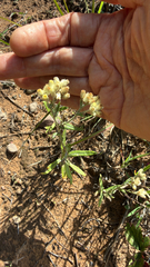 Pseudognaphalium macounii, photograph (c) nebrooks, some rights reserved (CC BY)