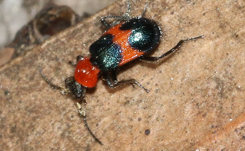 Dicranolaius cinctus
